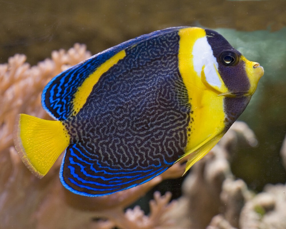Le poisson ange australien (Chaetodontoplus duboulayi)