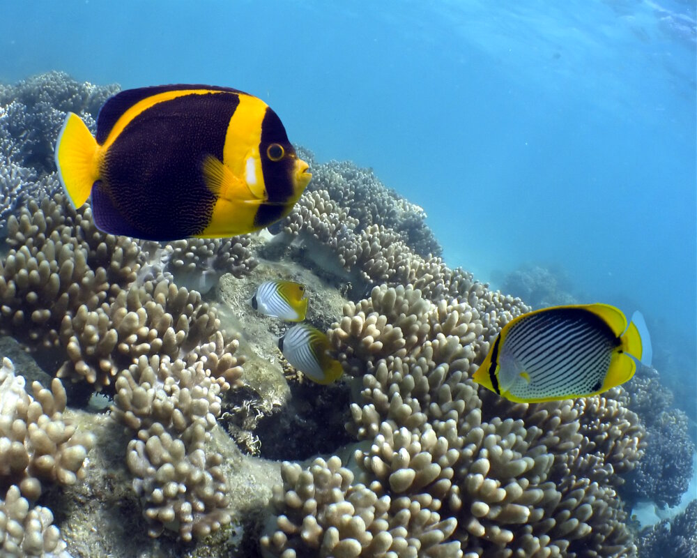 Le poisson ange australien (Chaetodontoplus duboulayi)