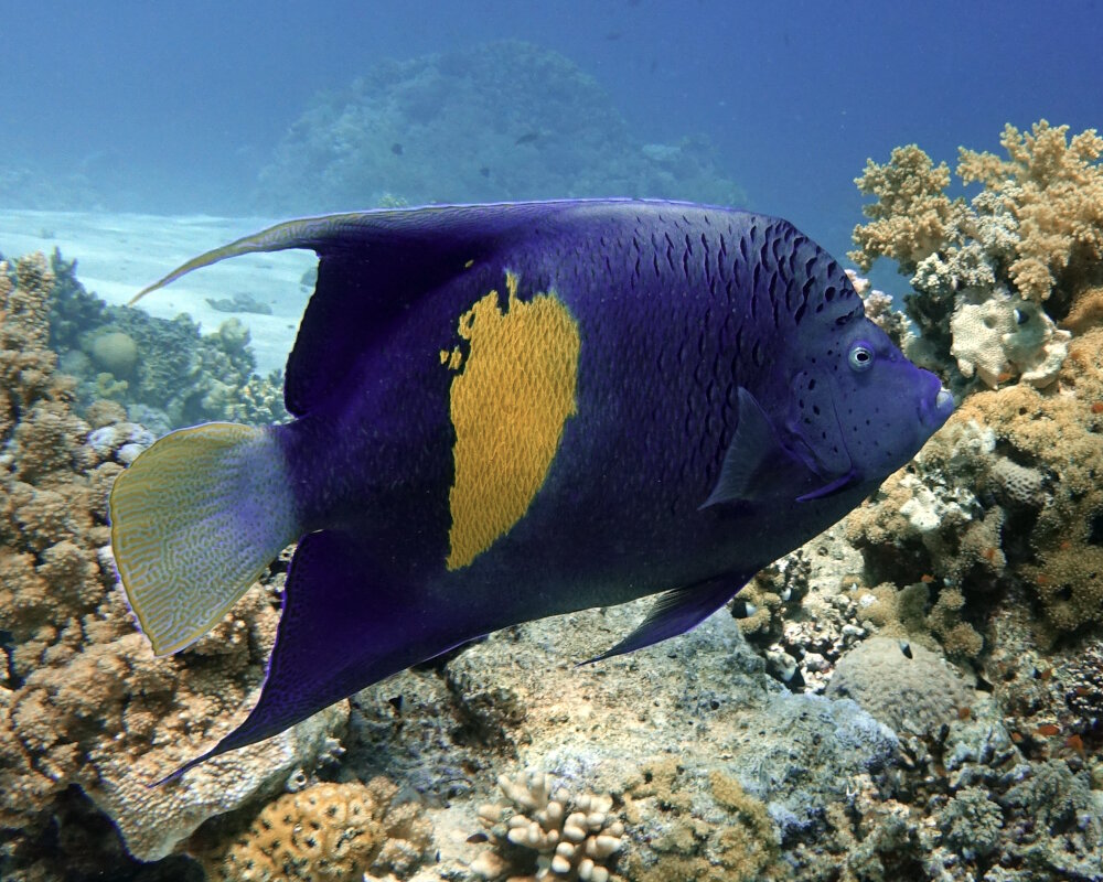 The arabian angelfish is recognizable by its broad yellow half-moon-shaped band The arabian angelfish is recognizable by its broad yellow half-moon-shaped band