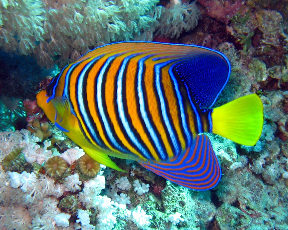 Le poisson ange duc (Pygoplites diacanthus)