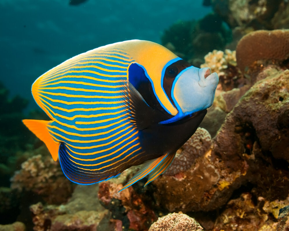 Le poisson ange empereur (Pomacanthus imperator) Le poisson ange empereur (Pomacanthus imperator)
