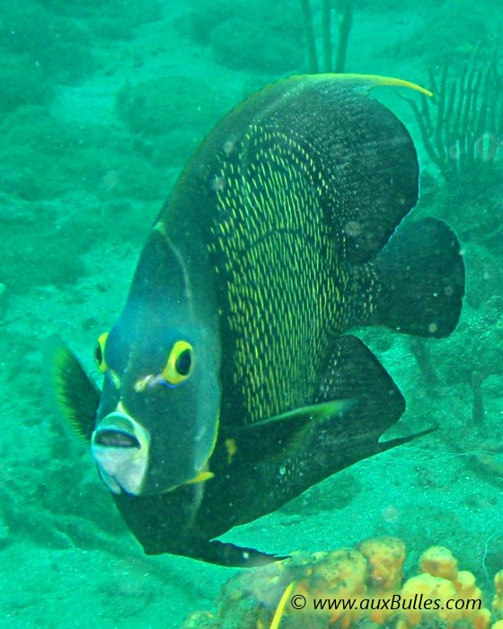 Le jaune, une couleur qui ponctue et souligne la silhouette du poisson ange français !