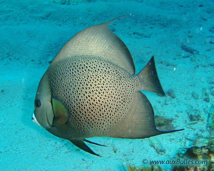 Le poisson ange gris est un poisson dont la morphologie est similaire au poisson ange français !