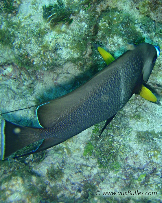 Notez la couleur jaune de la face intérieure des nageoires pectorales du poisson ange gris ! Notez la couleur jaune de la face intérieure des nageoires pectorales du poisson ange gris !