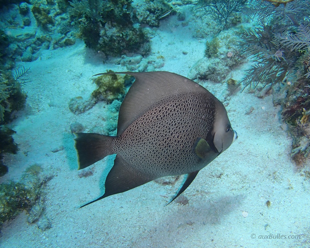 Le poisson-ange gris est un poisson majestueux, avec une livrée présentant différentes nuances de gris