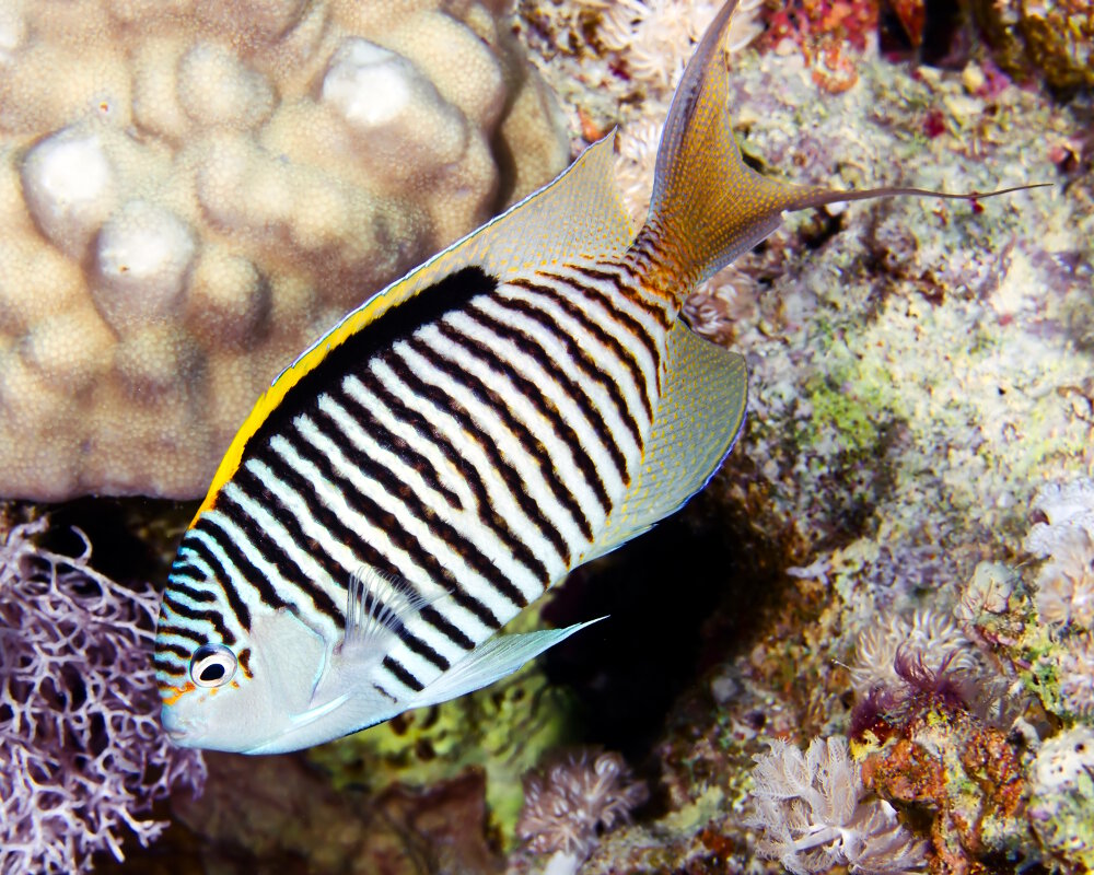 The zebra angelfish (Genicanthus caudovittatus)