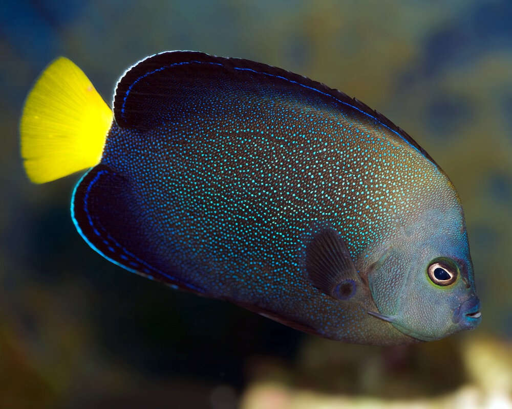 Le poisson ange moucheté de bleu (Chaetodontoplus caeruleopunctatus)