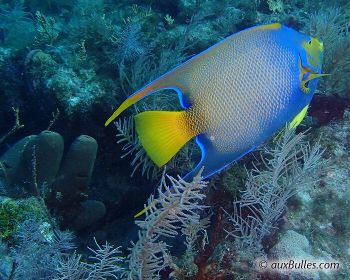 Le poisson ange royal est le poisson ange aux couleurs les plus éclatantes ! Le poisson ange royal est le poisson ange aux couleurs les plus éclatantes !