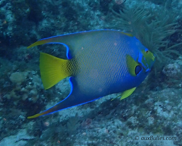 Notez la couleur jaune de la queue, des nageoires pectorales et pelviennes du poisson ange royal ! Notez la couleur jaune de la queue, des nageoires pectorales et pelviennes du poisson ange royal !