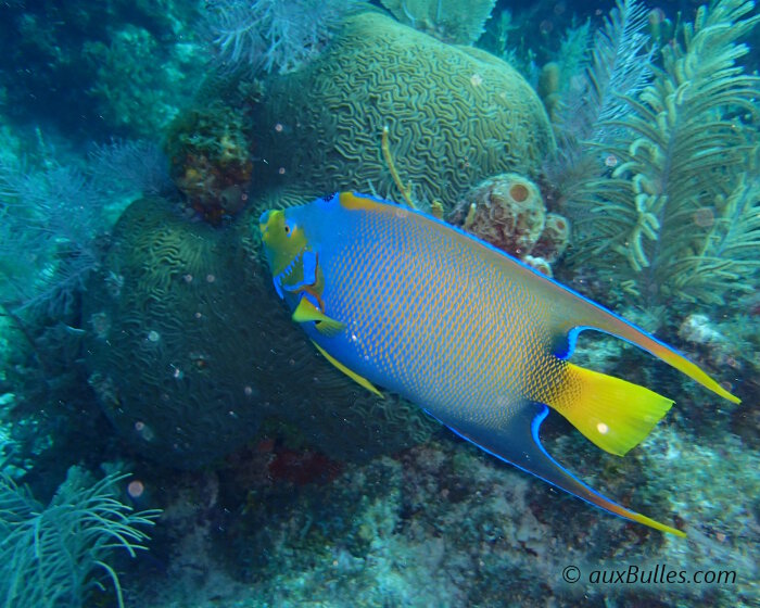 Le poisson ange royal vagabonde dans les détours du récif corallien à la recherche de sa nourriture favorite, les éponges !