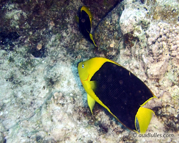 Le poisson ange tricolore fréquente les eaux tropicales claires et peu profondes des récifs coralliens ou des récifs rocheux.