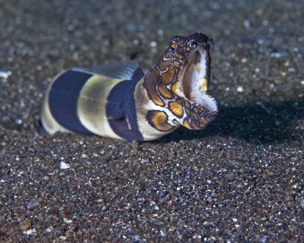 L'anguille serpent de Bonaparte (Ophichthus bonaparti)