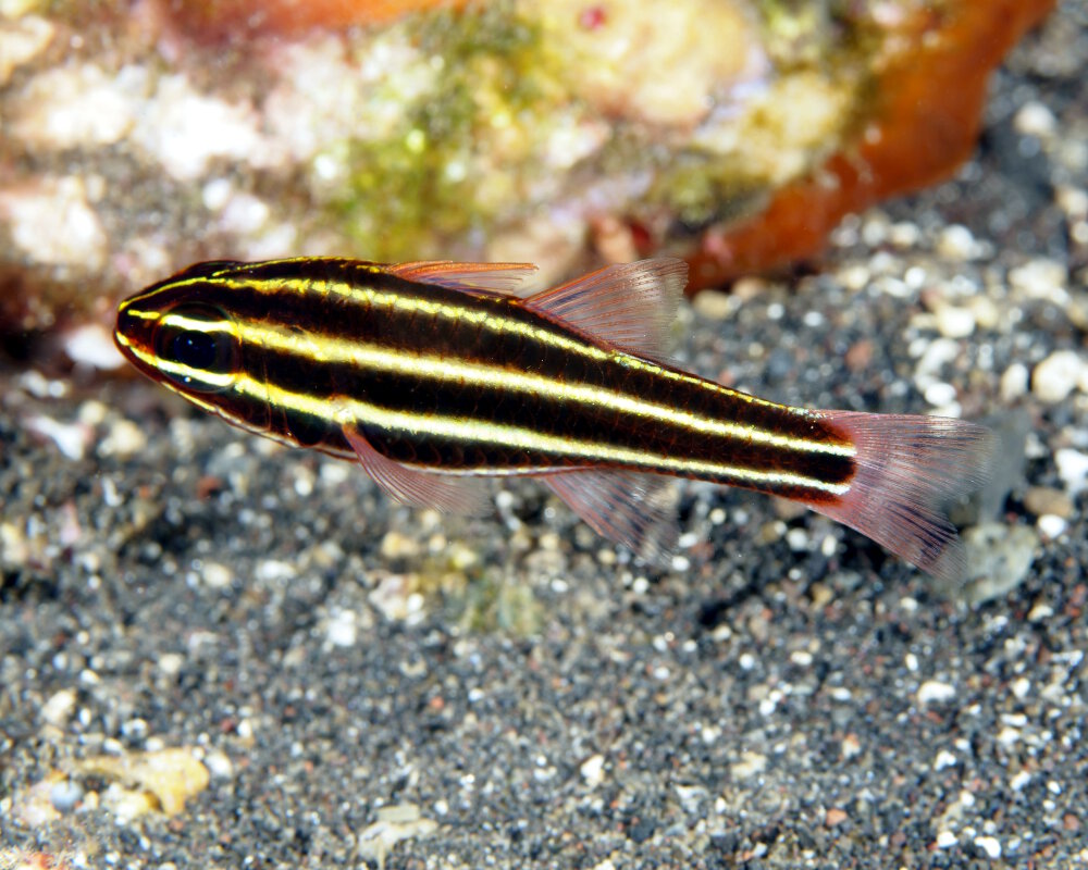 L'apogon à rayures noires (Ostorhinchus nigrofasciatus) L'apogon à rayures noires (Ostorhinchus nigrofasciatus)