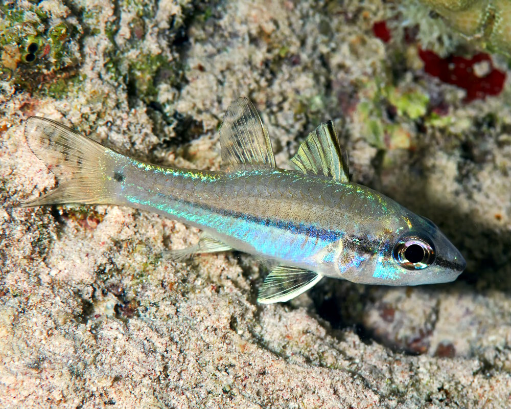 L'apogon à une ligne (Pristiapogon exostigma)