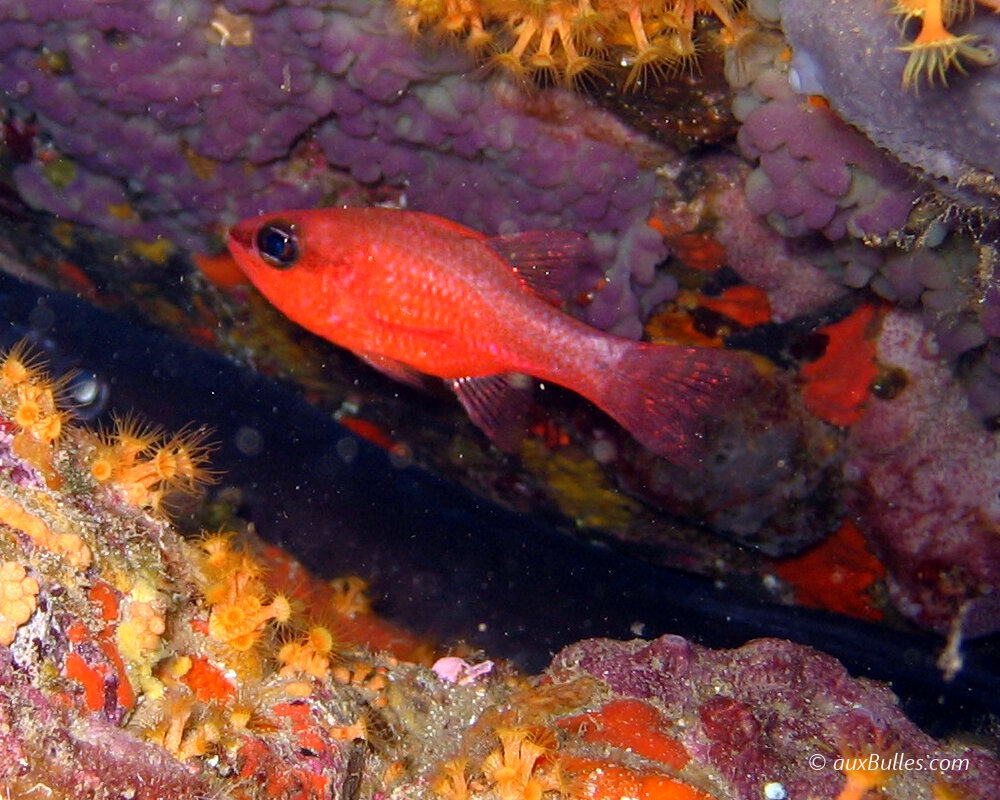 L'apogon est un petit poisson tout rouge avec de grands yeux noirs bordés de 2 fines lignes blanches horizontales