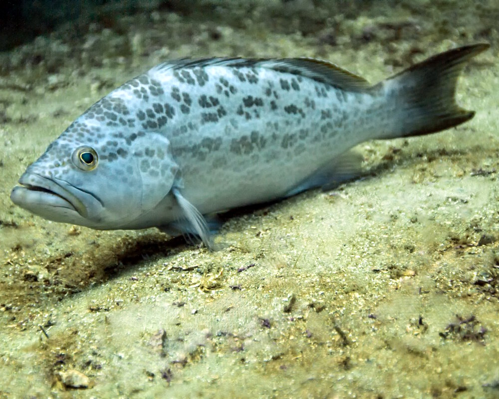 La badèche baillou (Mycteroperca microlepis)