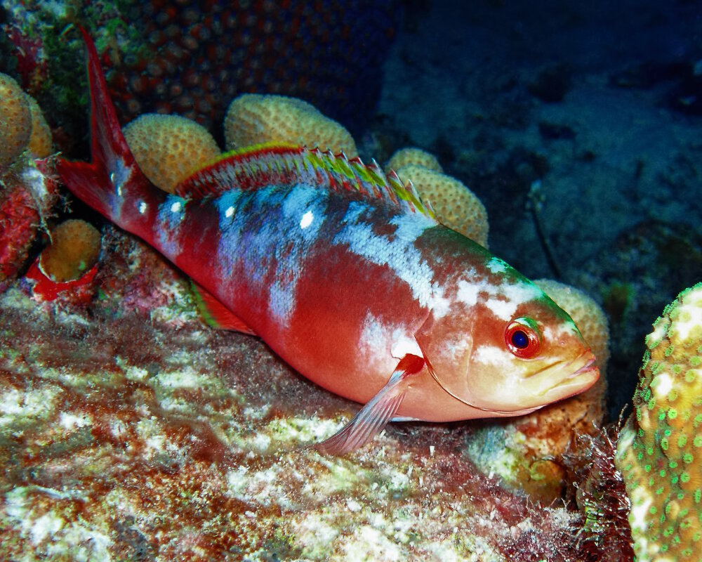 La badèche créole (Paranthias furcifer) La badèche créole (Paranthias furcifer)