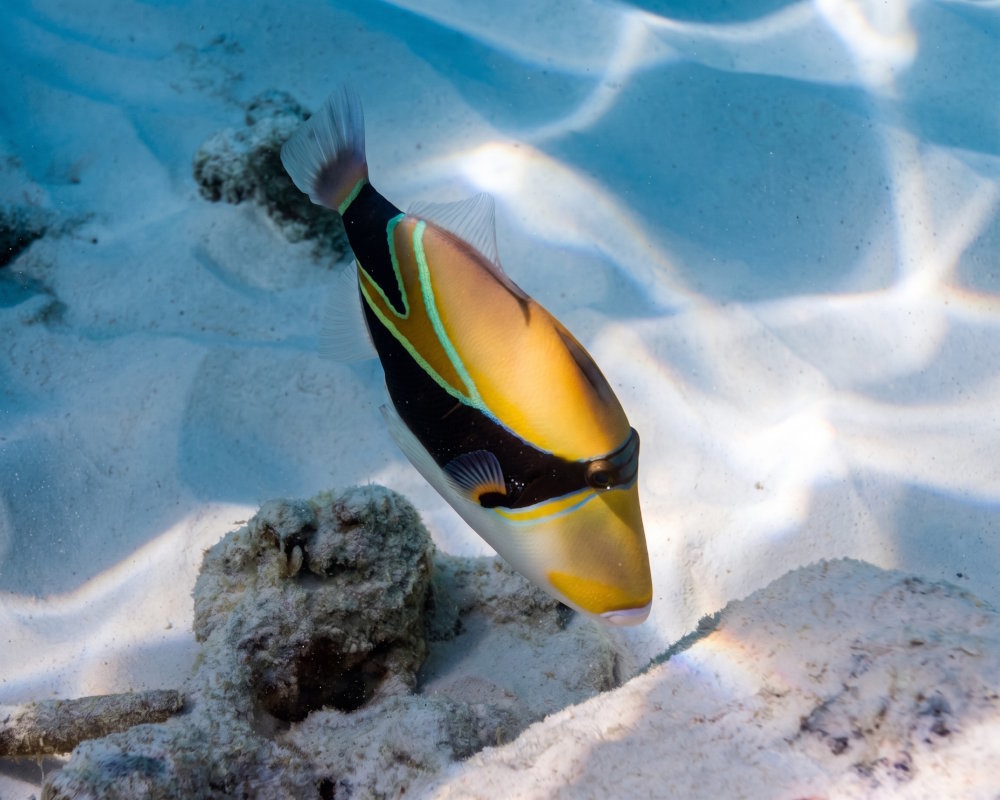 A wedgetail triggerfish (Rhinecanthus rectangulus) in the waters of Similan Islands National Park, Thailand A wedgetail triggerfish (Rhinecanthus rectangulus) in the waters of Similan Islands National Park, Thailand