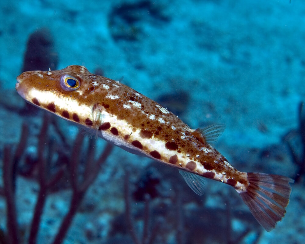Le poisson ballon à collier (Sphoeroides spengleri)