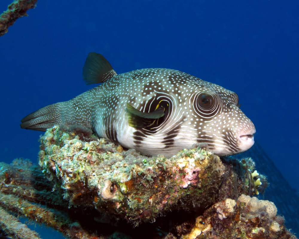 Le poisson ballon à taches blanches (Arothron hispidus)