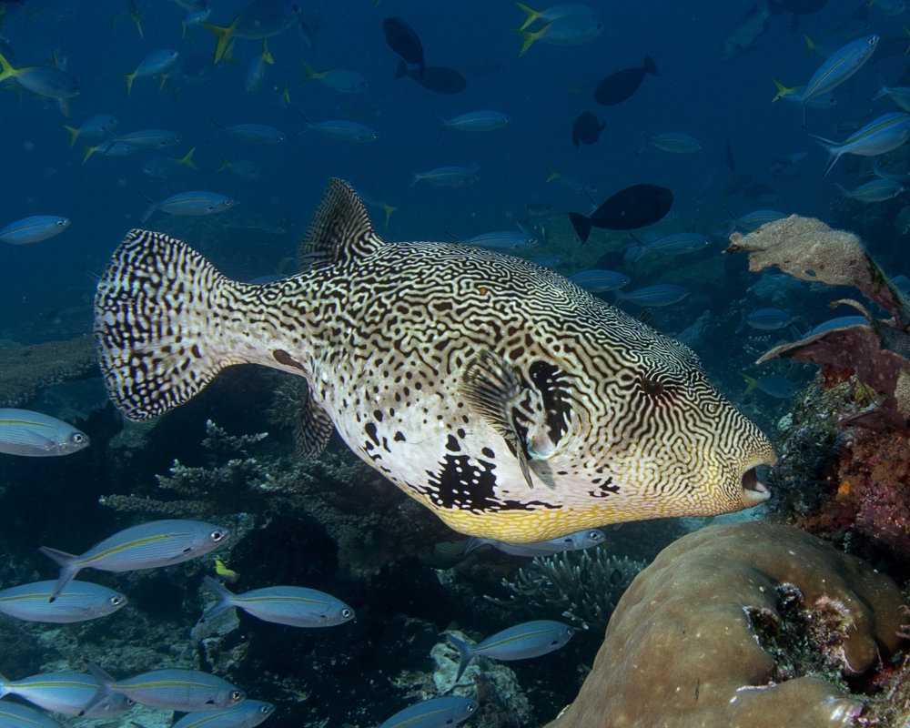 The map puffer (Arothron mappa)