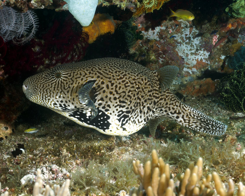 The map puffer (Arothron mappa)