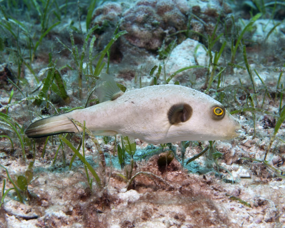 Le poisson ballon immaculé (Arothron immaculatus) Le poisson ballon immaculé (Arothron immaculatus)