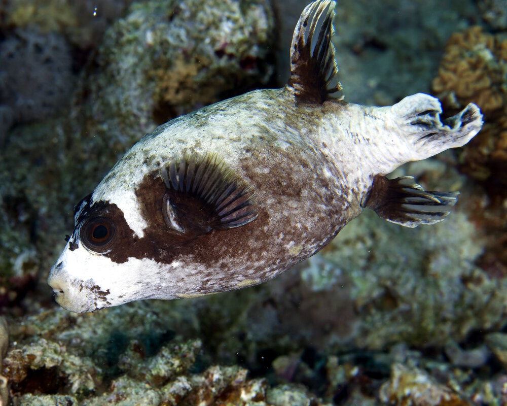 Le poisson ballon masqué (Arothron diadematus)