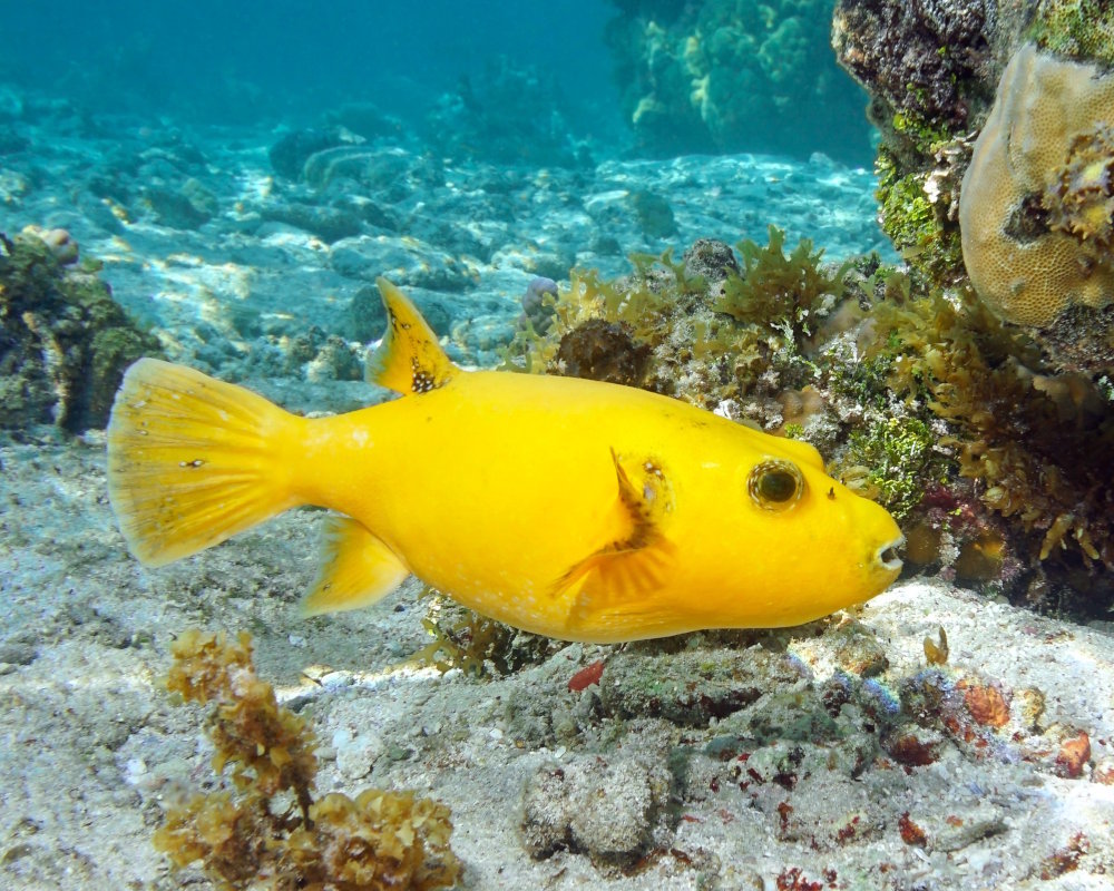 Le poisson ballon pintade (Arothron meleagris)