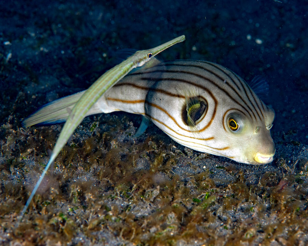 Le poisson ballon pyjama (Arothron manilensis) Le poisson ballon pyjama (Arothron manilensis)
