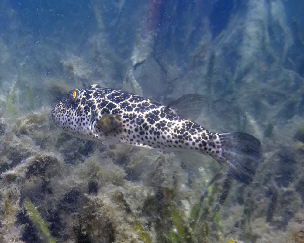 Le poisson ballon réticulé (Sphoeroides testudineus)
