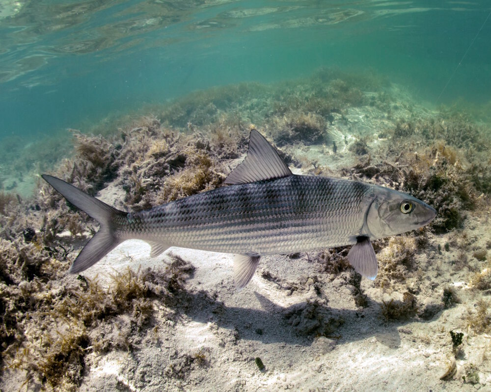 La banane de mer ou tarpon (Albula vulpes)