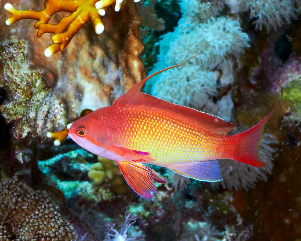 Le barbier rouge (Pseudanthias squamipinnis)