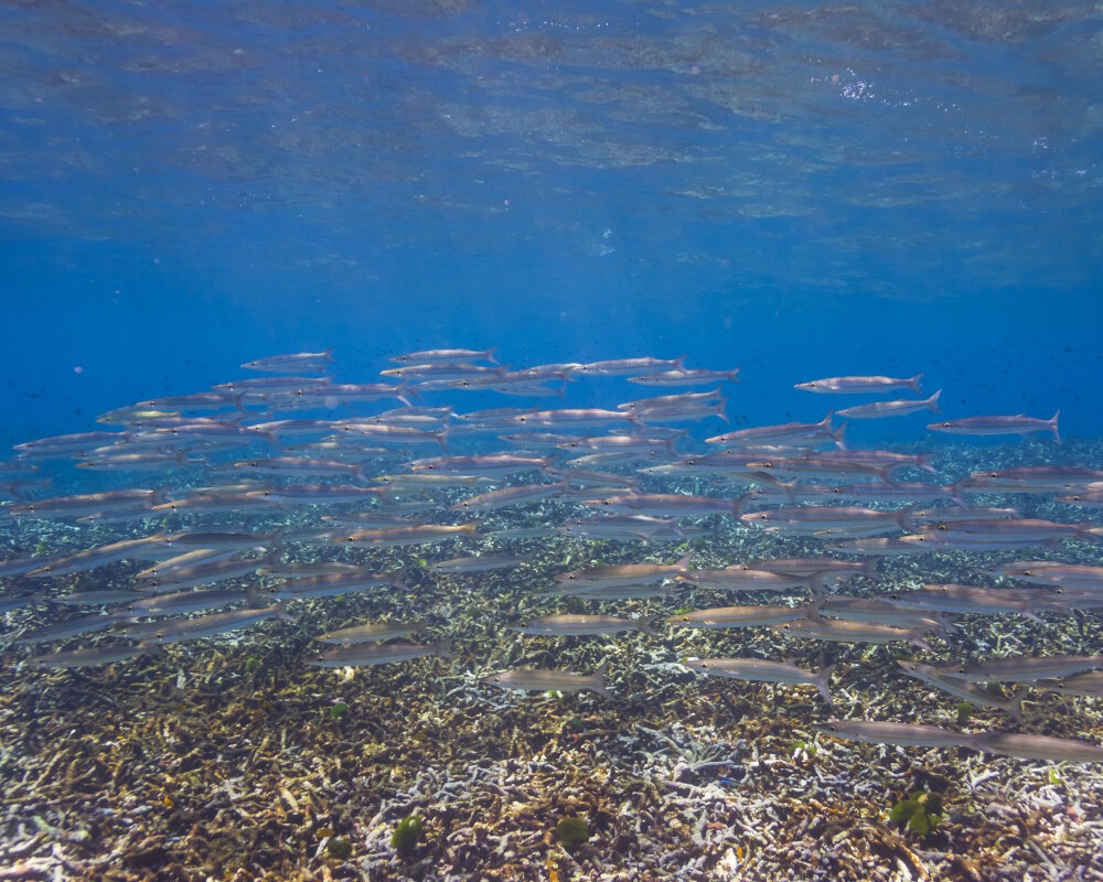 The obtuse barracuda (Sphyraena obtusata) The obtuse barracuda (Sphyraena obtusata)