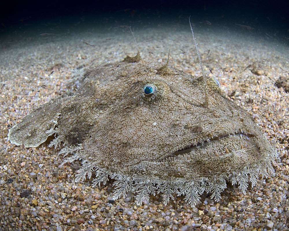 La baudroie chinoise (Lophius litulon) La baudroie chinoise (Lophius litulon)