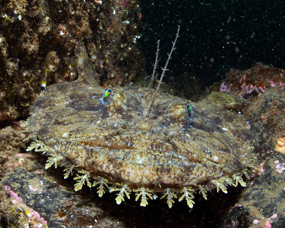 La baudroie commune (Lophius piscatorius) La baudroie commune (Lophius piscatorius)