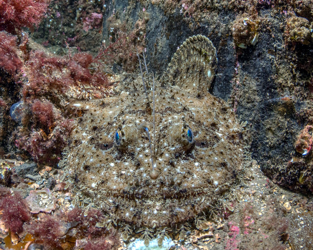 La baudroie commune (Lophius piscatorius) La baudroie commune (Lophius piscatorius)
