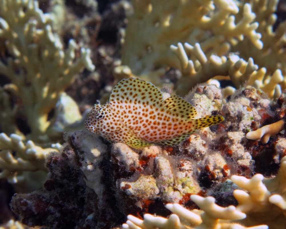 La blennie léopard est un petit poisson récifal de petite taille de l'océan Indo-Pacifique. Elle est facilement reconnaissable à sa livrée tachetée rappelant celle d'un léopard. Elle vit sur les récifs coralliens peu profonds, se nourrit principalement d'algues et de polypes, et se camoufle habilement parmi les coraux pour échapper aux prédateurs.