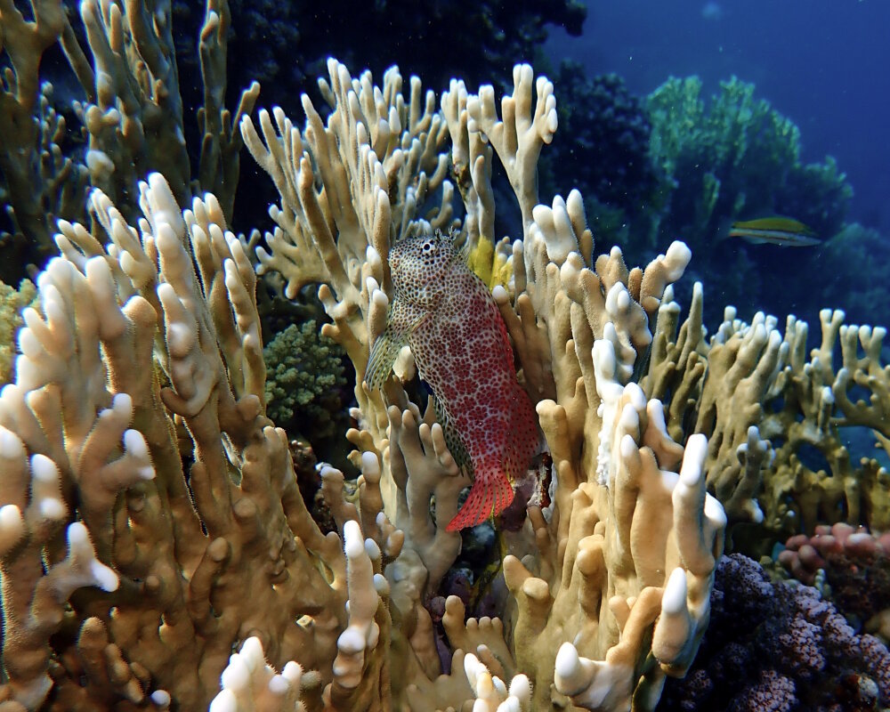 La blennie léopard (Exallias brevis)