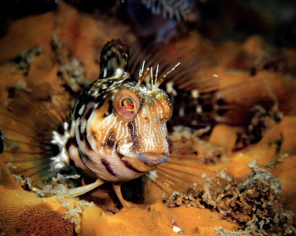 The seaweed blenny (Parablennius marmoreus) The seaweed blenny (Parablennius marmoreus)
