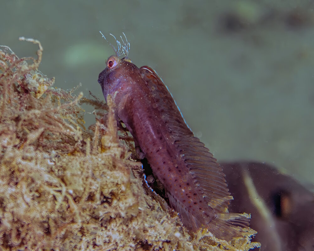 The seaweed blenny (Parablennius marmoreus) The seaweed blenny (Parablennius marmoreus)