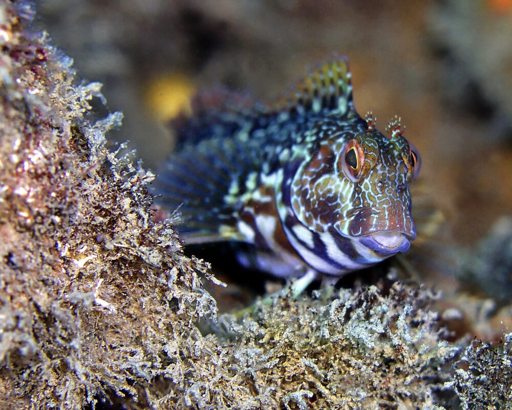 La blennie pilicorne (Parablennius pilicornis) La blennie pilicorne (Parablennius pilicornis)
