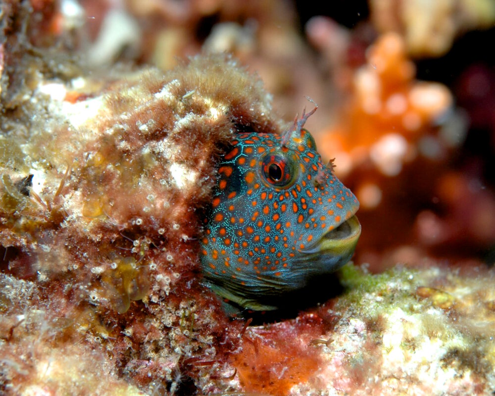 The tessellated blenny (Hypsoblennius invemar)