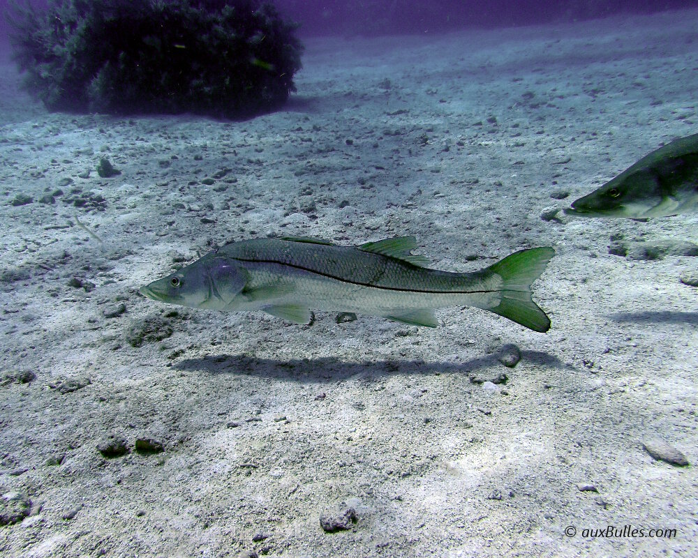 Le brochet de mer présente une morphologie longiligne avec un corps et une tête fuselés.