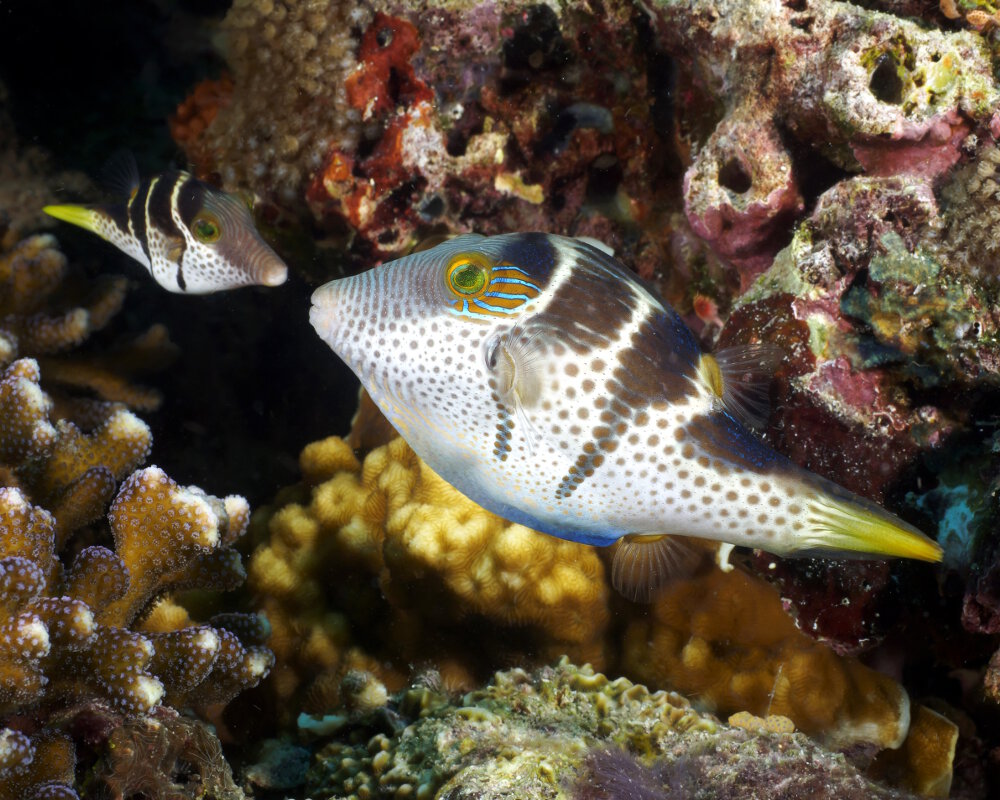 Le canthigaster à selles noires (Canthigaster valentini)