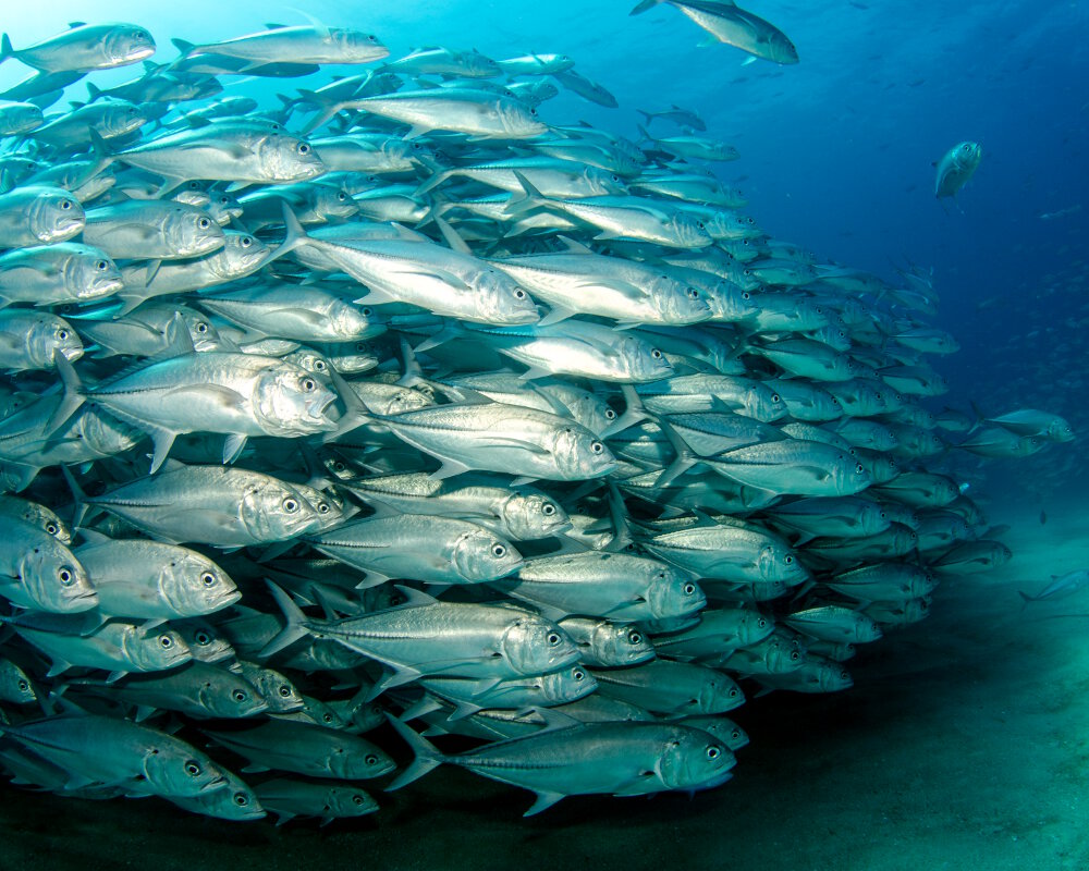 The bigeye trevally can form massive schools of over 1,500 individuals