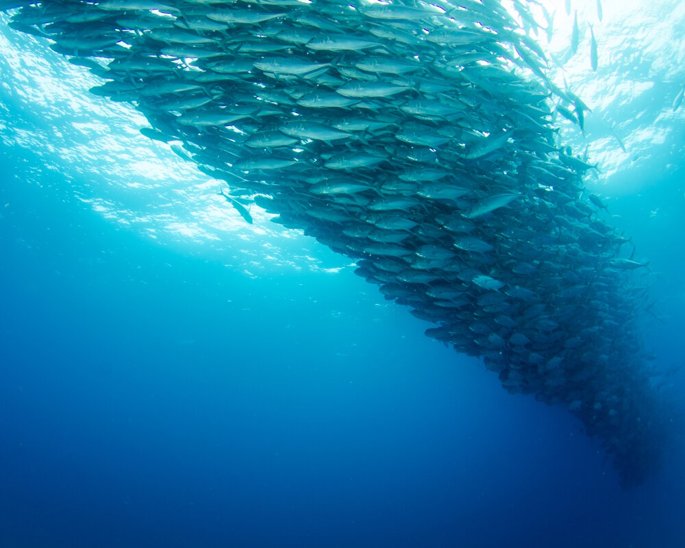 A school of bigeye trevallies in the shape of a tornado