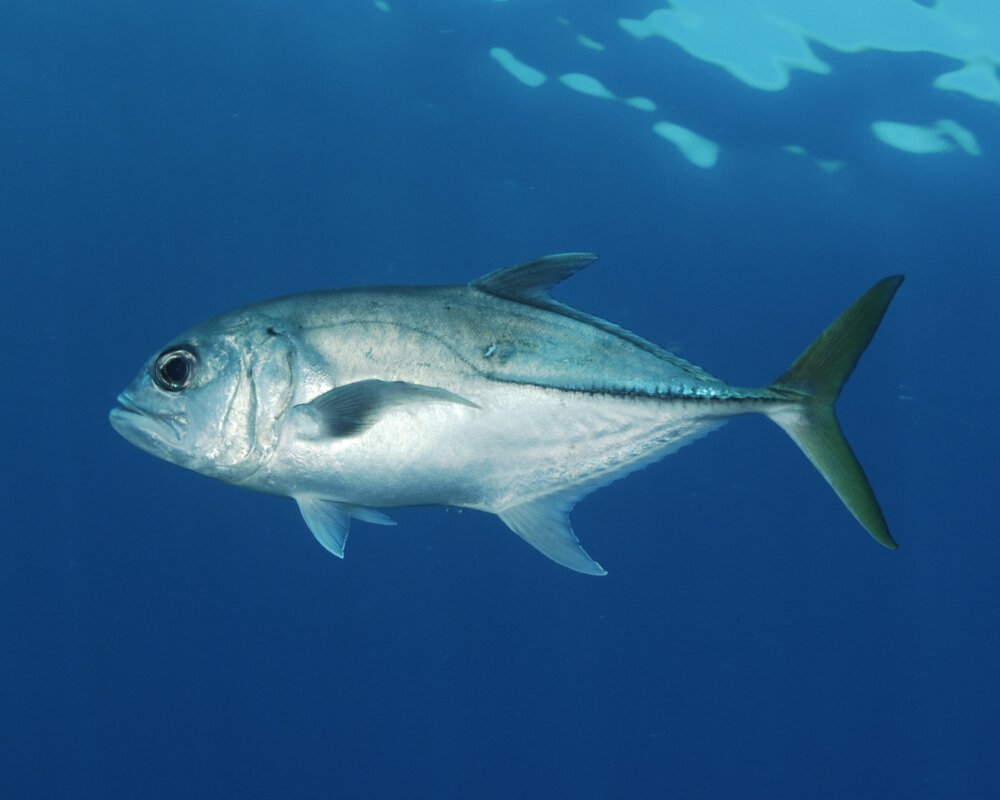 La carangue à gros yeux présente un corps de couleur argentée avec comme son nom l'indique des yeux plus imposants que les autres espèces de carangue. La carangue à gros yeux se distingue des autres espèces de carangue par la couleur légèrement jaunâtre de sa queue.