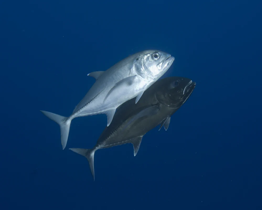 Un couple de carangues à gros yeux (Caranx sexfasciatus) nageant ensemble pendant la parade nuptiale, le mâle ayant pris une coloration entièrement noire Un couple de carangues à gros yeux (Caranx sexfasciatus) nageant ensemble pendant la parade nuptiale, le mâle ayant pris une coloration entièrement noire