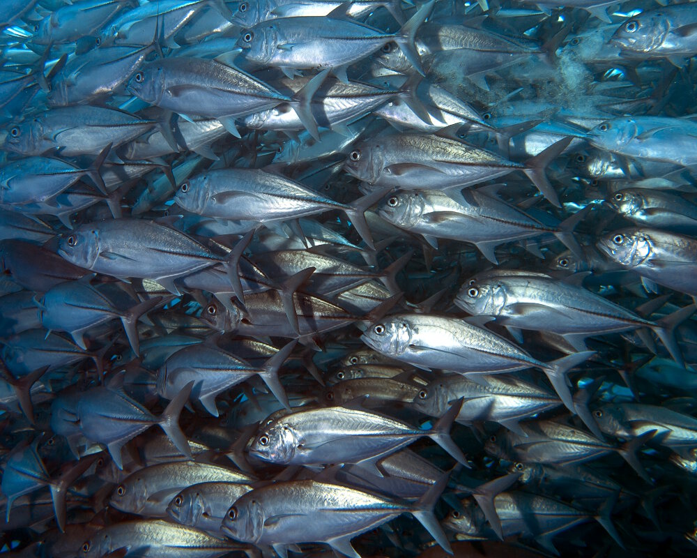 La carangue à grosse tête (Caranx ignobilis) La carangue à grosse tête (Caranx ignobilis)